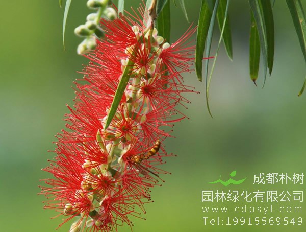 黄金串钱柳图片大全，最新串钱柳图片欣赏