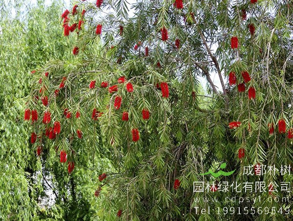 黄金串钱柳图片大全，最新串钱柳图片欣赏