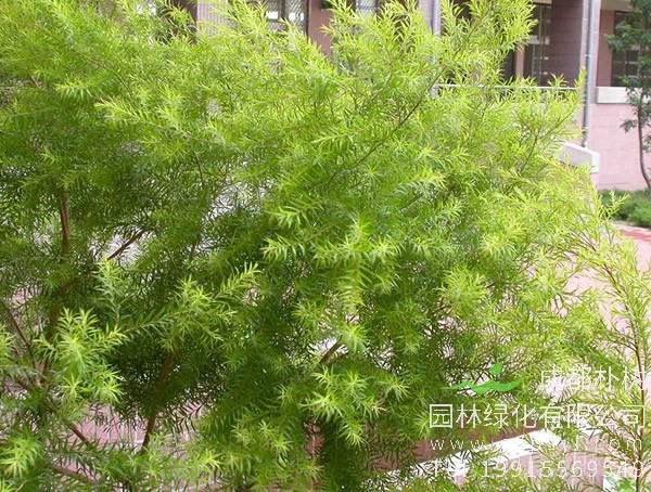 黄金串钱柳图片大全，最新串钱柳图片欣赏