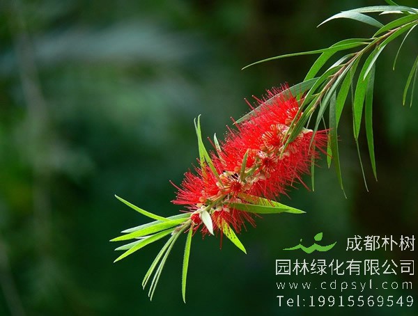 黄金串钱柳图片大全，最新串钱柳图片欣赏