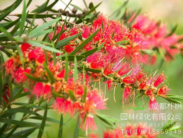 黄金串钱柳图片大全，最新串钱柳图片欣赏