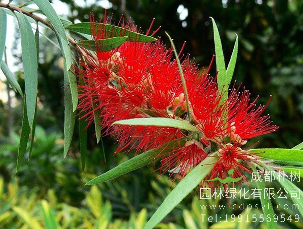 黄金串钱柳图片大全，最新串钱柳图片欣赏