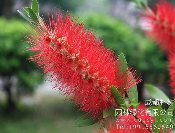 黄金串钱柳图片大全，最新串钱柳图片欣赏