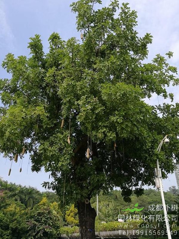 吊灯树花图片大全，最新吊瓜树图片欣赏