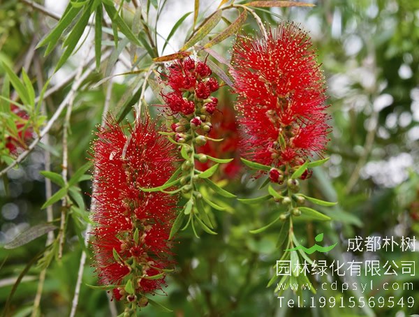 黄金串钱柳图片大全，最新串钱柳图片欣赏