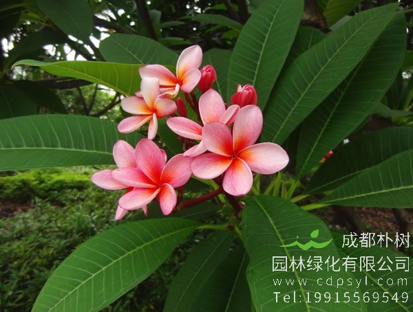 红鸡蛋花图片大全，最新红鸡蛋花图片欣赏