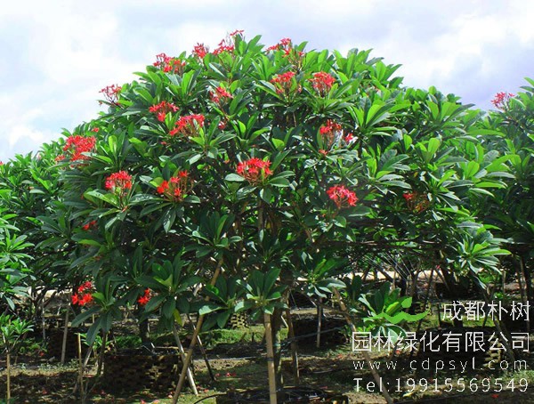 红鸡蛋花图片大全，最新红鸡蛋花图片欣赏