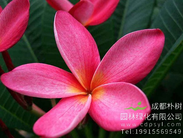 红鸡蛋花图片大全，最新红鸡蛋花图片欣赏