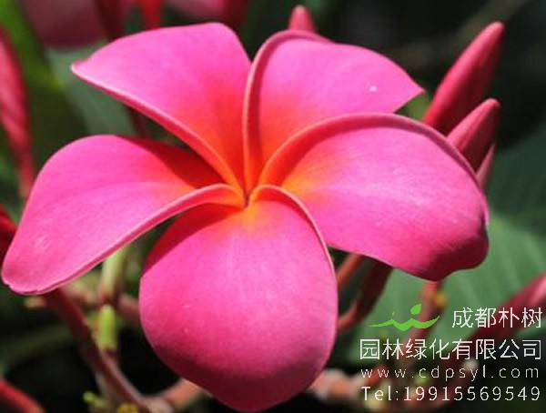 红鸡蛋花图片大全，最新红鸡蛋花图片欣赏