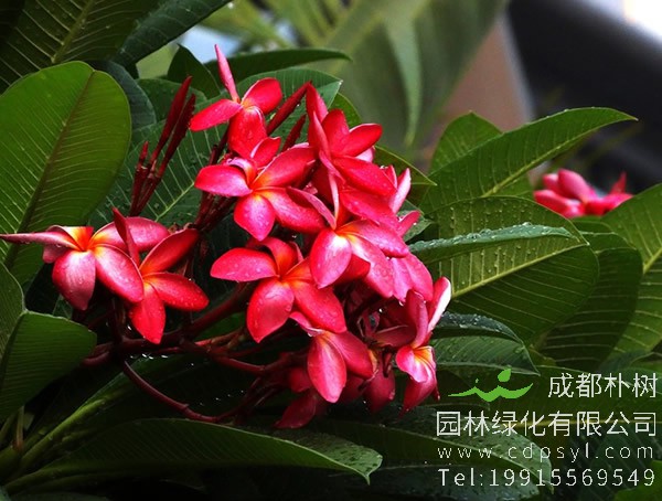 红鸡蛋花图片大全，最新红鸡蛋花图片欣赏