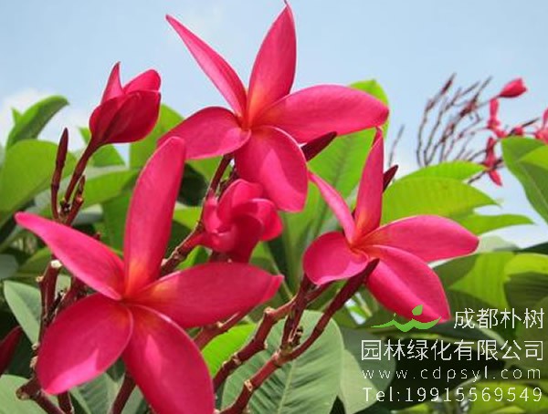 红鸡蛋花图片大全，最新红鸡蛋花图片欣赏