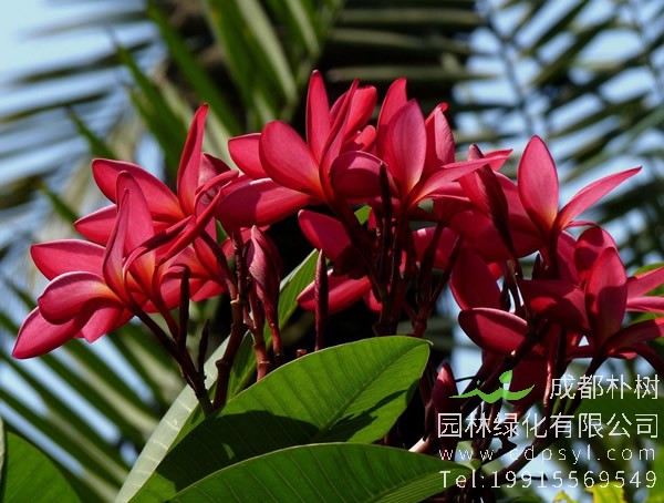 红鸡蛋花图片大全，最新红鸡蛋花图片欣赏