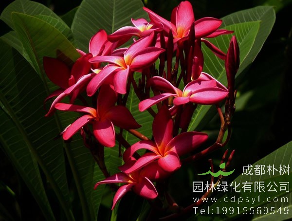 红鸡蛋花图片大全，最新红鸡蛋花图片欣赏