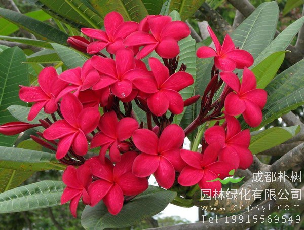 红鸡蛋花图片大全，最新红鸡蛋花图片欣赏