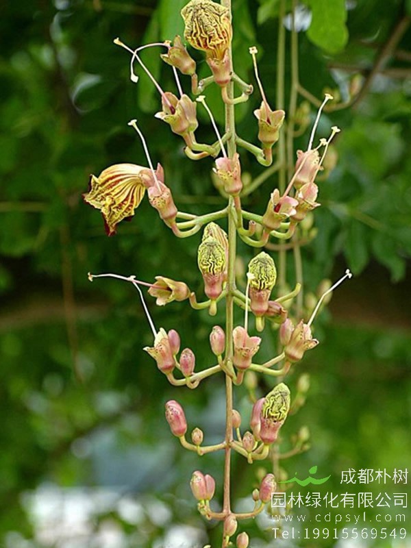 吊灯树花图片大全，最新吊瓜树图片欣赏