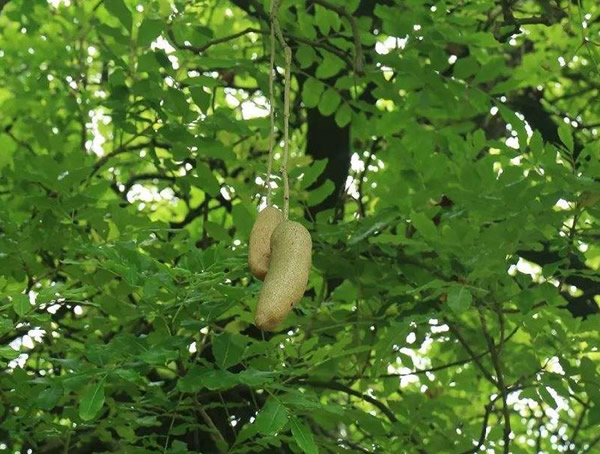 吊瓜树的果能吃吗，吊瓜树是什么样的？