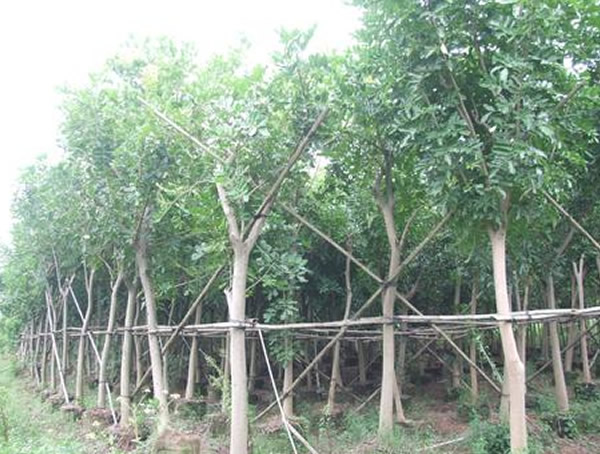 吊瓜树的功效与作用，主要价值有哪些？