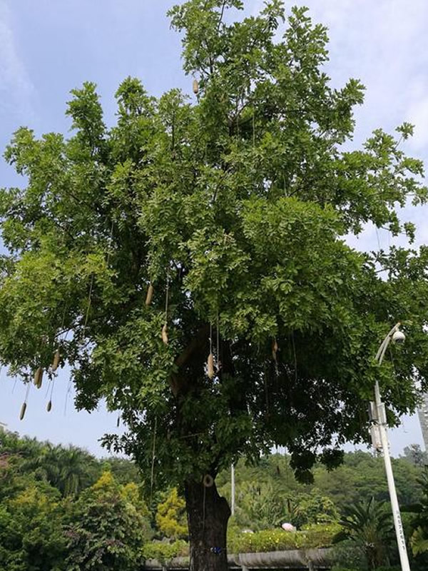 吊瓜树的产地生境，哪些地方能够找到吊瓜树卖？