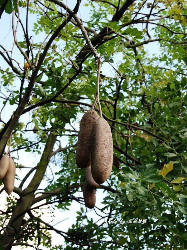 吊瓜树的花具有哪些营养价值？