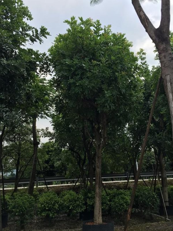 吊灯树花图片大全，最新吊瓜树图片欣赏