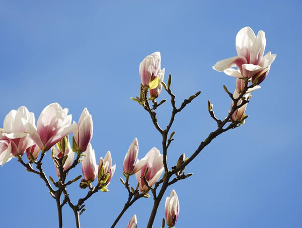 木兰树有什么用？木兰树有哪些价值？