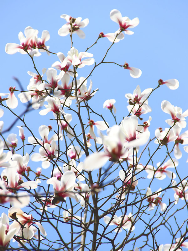 木兰树有几个品种？分别是那些？