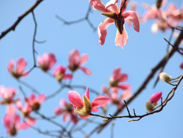 公园里的木兰树会开花吗？