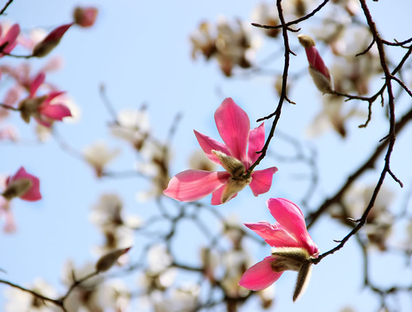 绿化苗木中木兰和玉兰有什么差别？