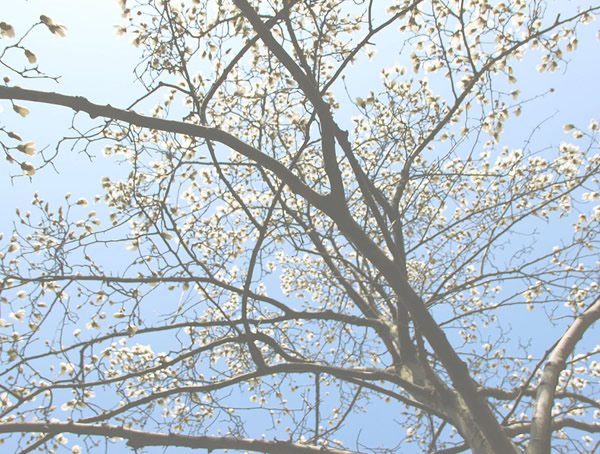 怎样区分玉兰和木兰？