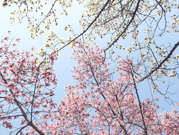 木兰花有什么品质？木兰花的花语是什么？