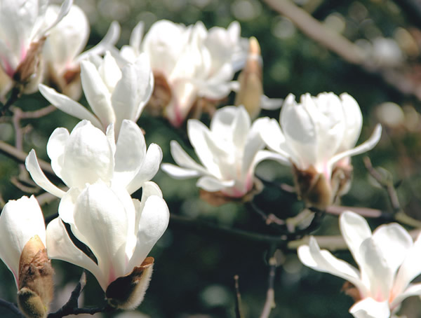 木兰花象征什么？木兰花的花语和寓意有哪些？