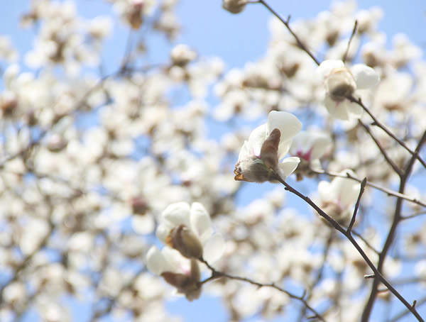 木兰适合种在东北么？