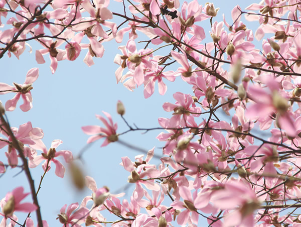 木兰树图片大全，最新木兰花图片欣赏