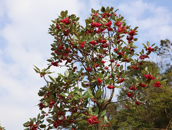 红花荷河南省能种植吗？