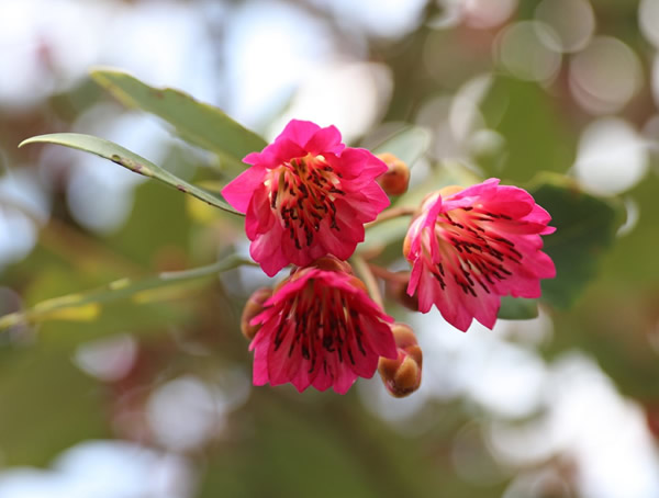 南方植物红花荷可以吃么？