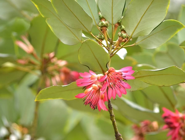 红花荷的功效和作用有哪些？