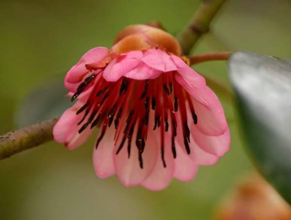 红花荷图片大全，最新红花荷图片欣赏