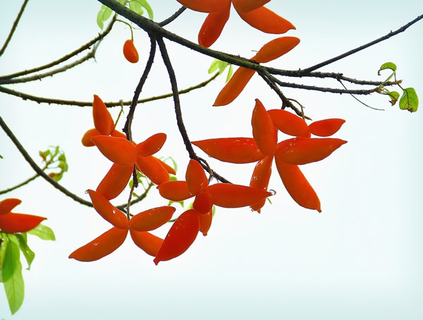 苹婆价格-图片-形态特征-生长环境-分布范围以及主要价值