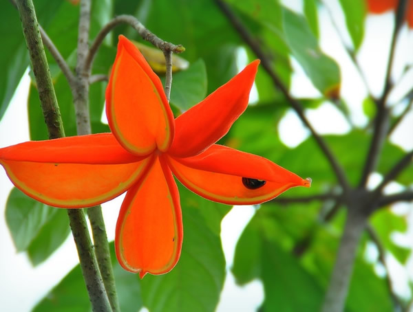 苹婆树种植几年才会结果？