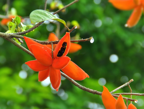 苹婆是什么植物，它的果实能吃吗？
