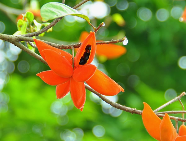 苹婆是什么水果？苹婆能够吃吗？