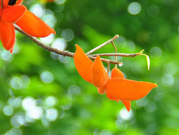 苹婆树什么时候长一次果？