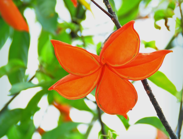 苹婆出产地在哪？哪儿有苹婆出售？