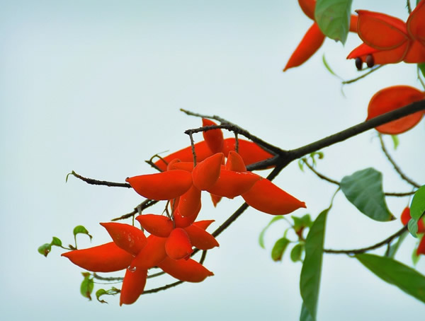 苹婆的果实如此奇特，开花时是怎样的？