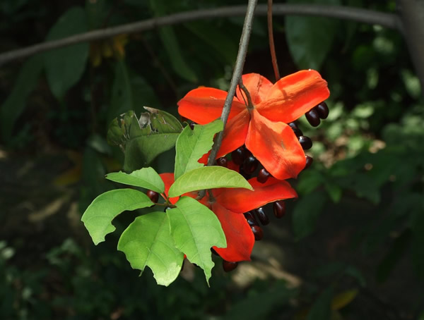 苹婆树图片大全，最新苹婆图片欣赏