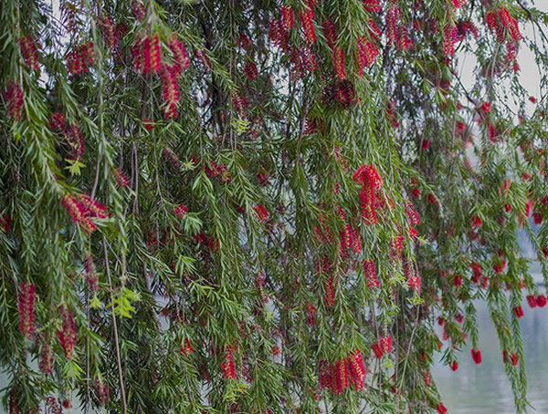 红千层与串钱柳的区别有哪些？