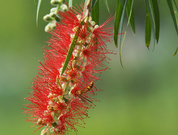 绿化苗木中的串钱柳怕冷吗？
