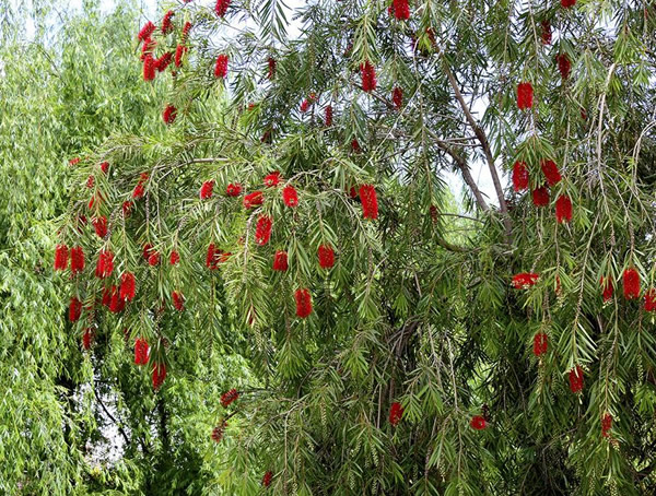 串钱柳能否做手串？什么树木能做手串？