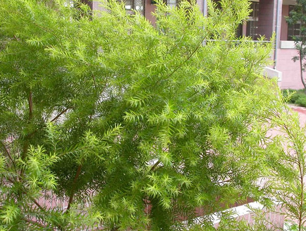 串钱柳的果子能食用吗？