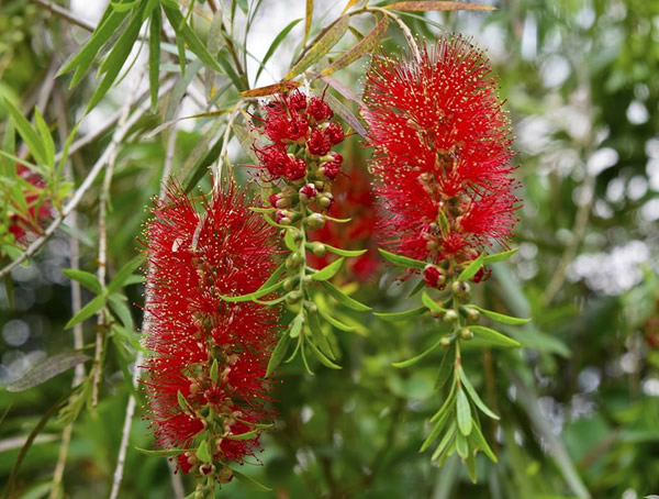 黄金串钱柳图片大全，最新串钱柳图片欣赏